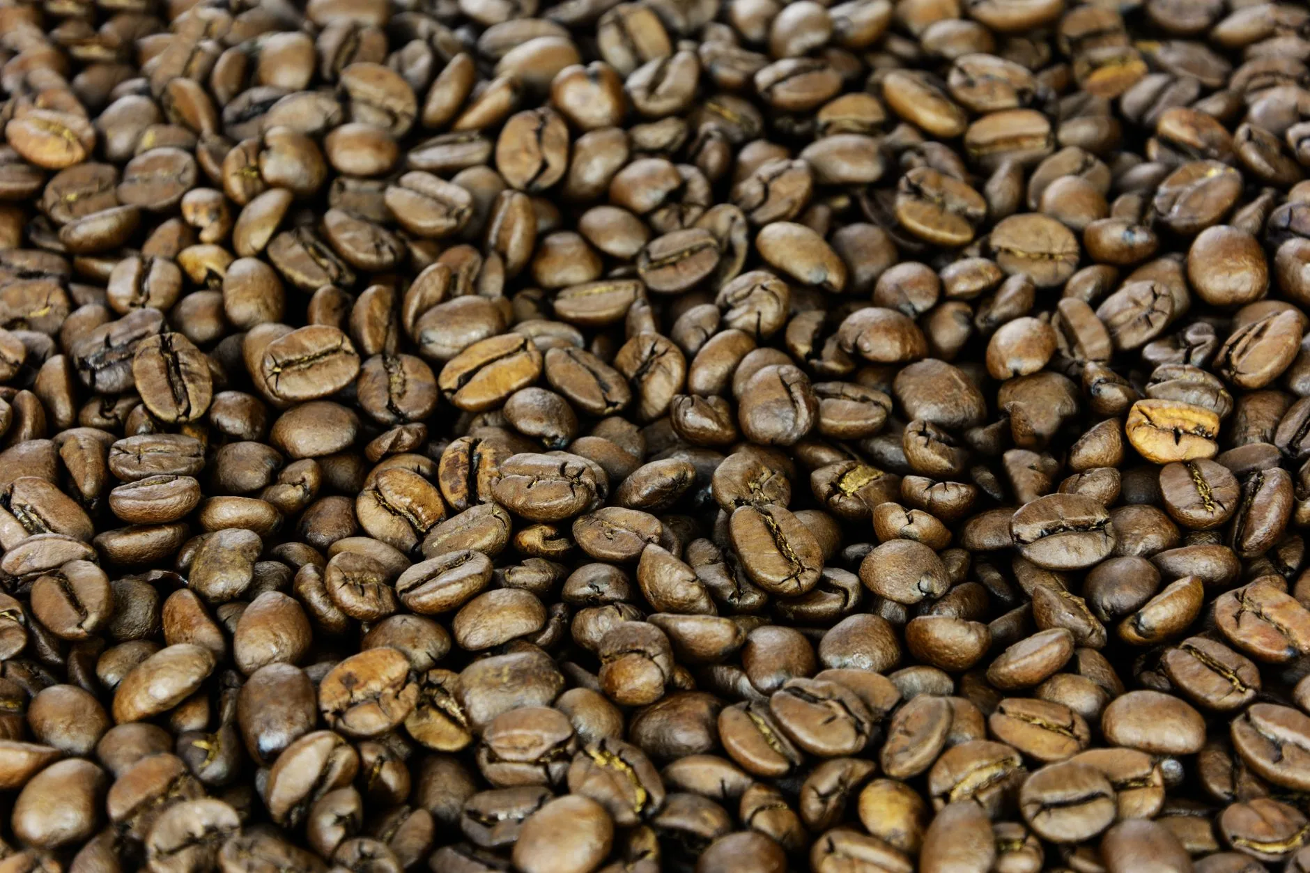 Kopi Excelso Robusta Gold