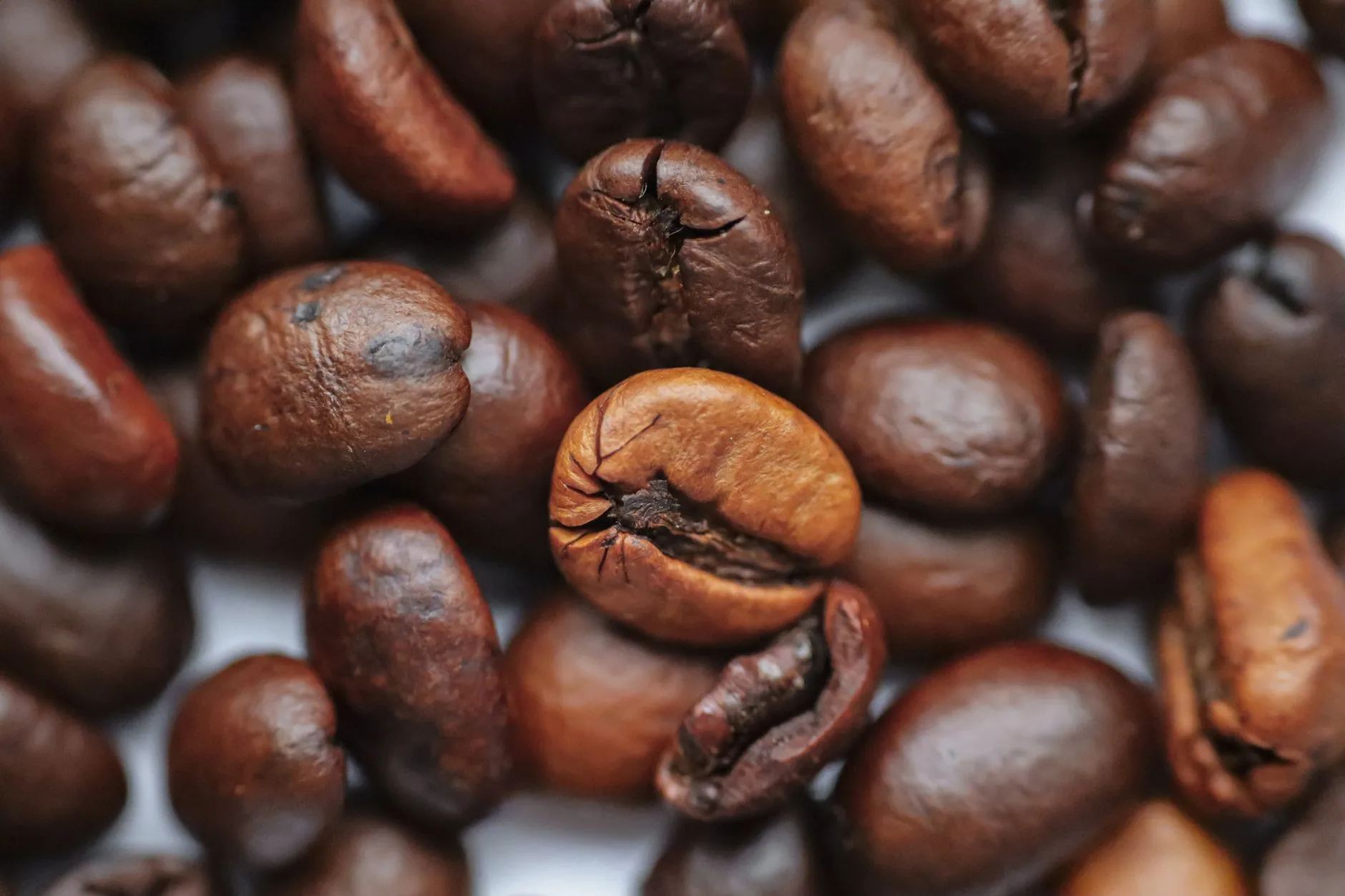 Kopi Robusta Dan Arabika