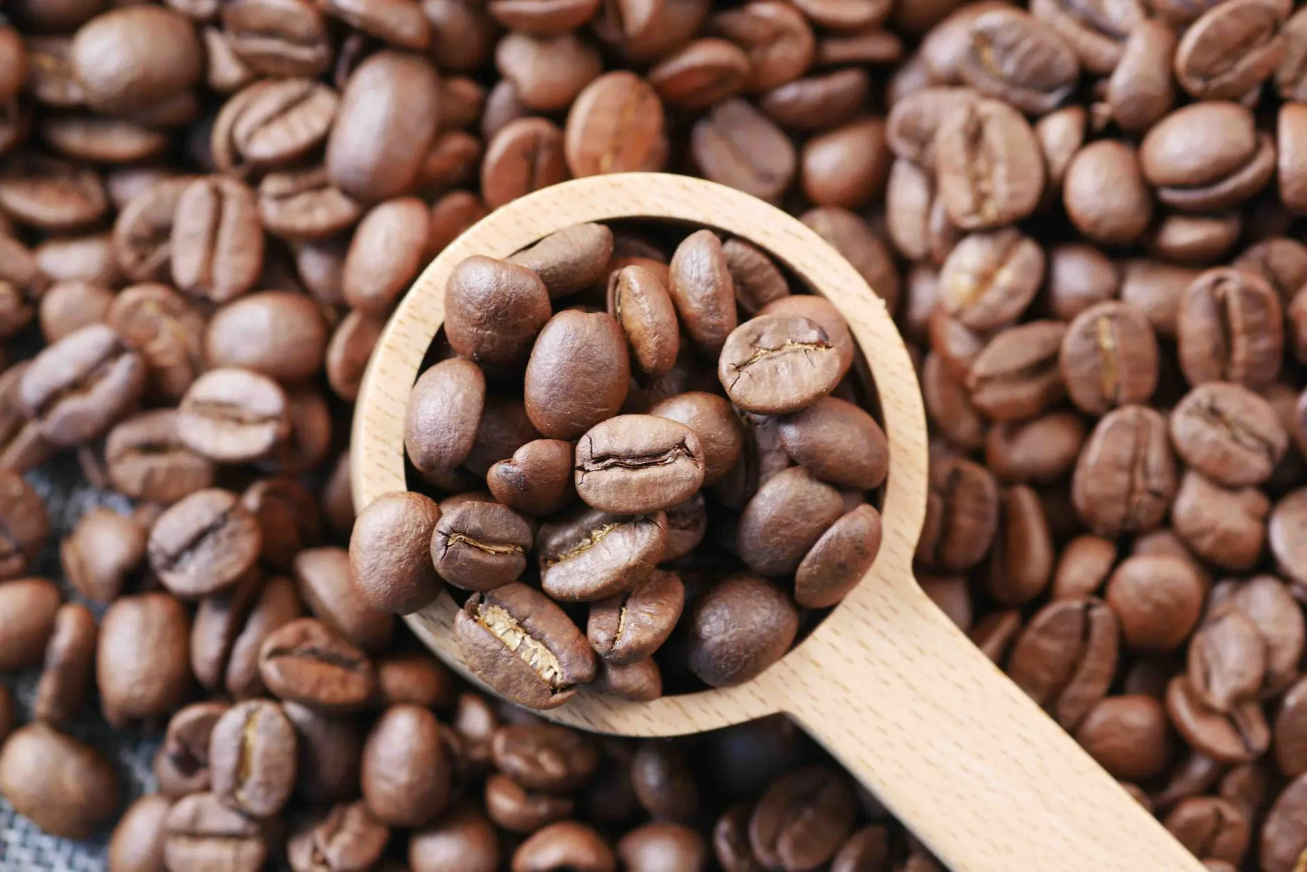 Harga Kopi Arabika 1 Kg