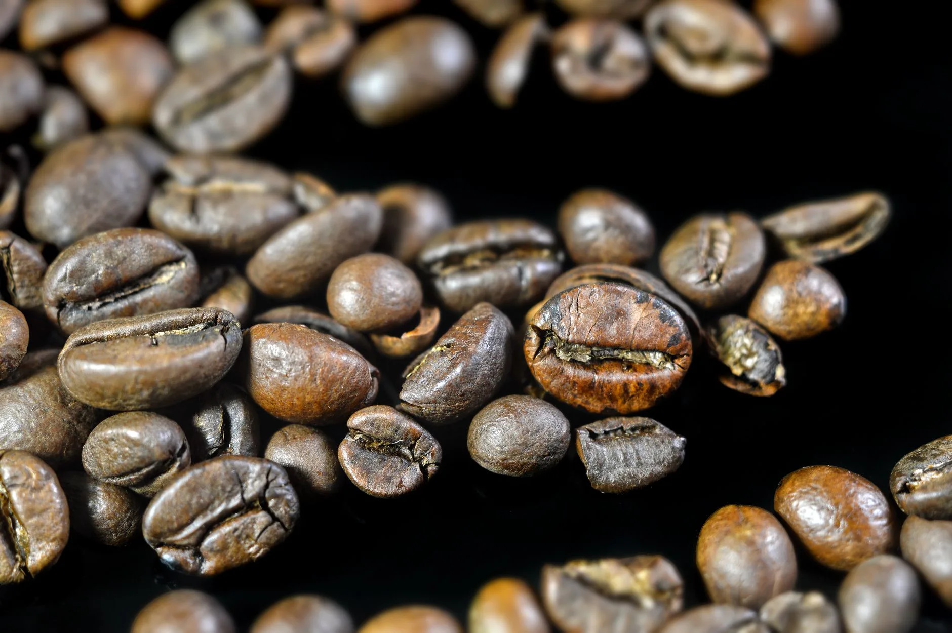 Harga Biji Kopi Robusta Kering