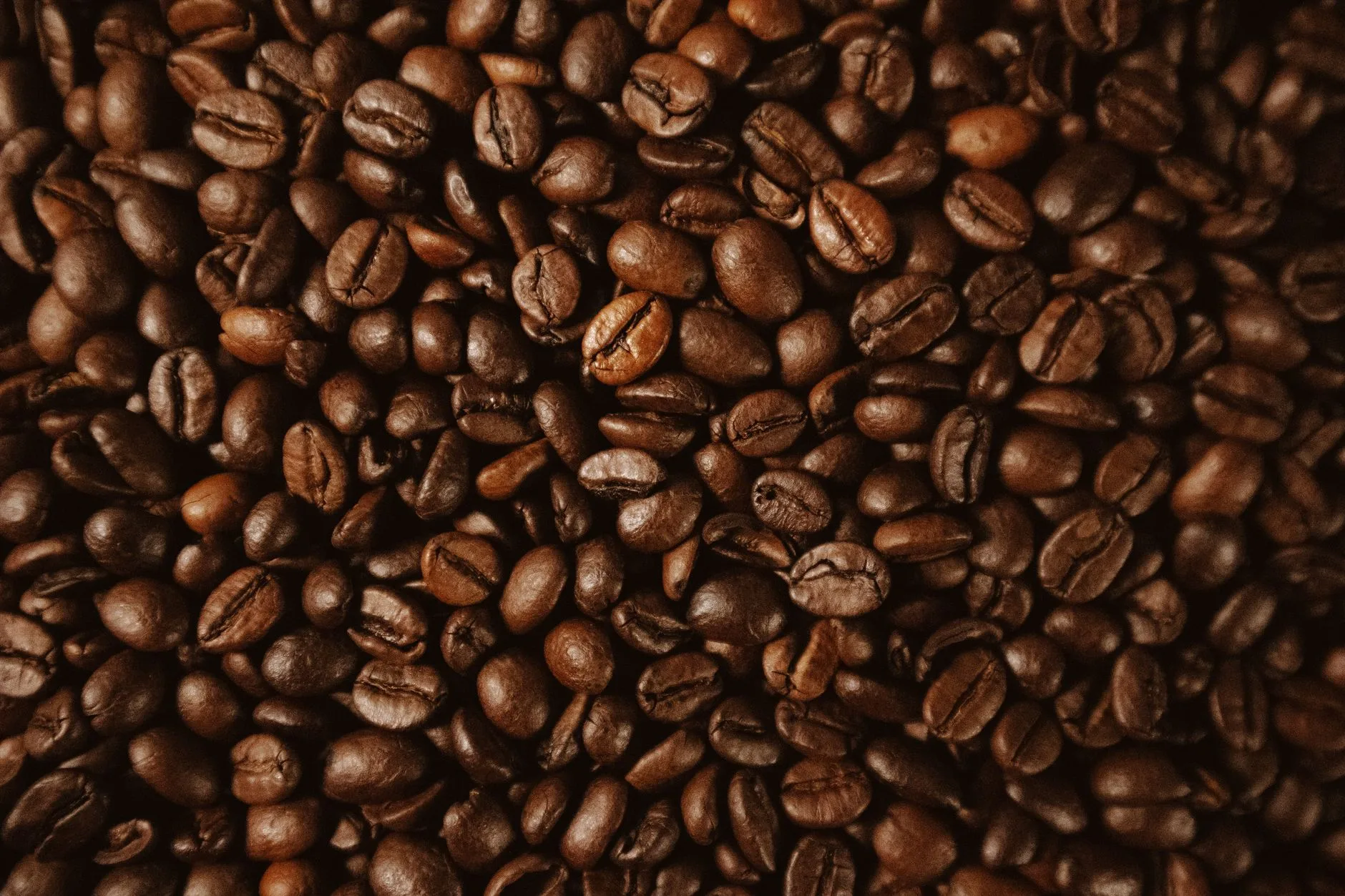 Jual Kopi Robusta Terdekat