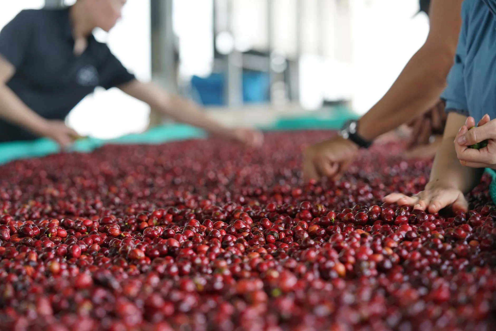 Kopi Singa Robusta