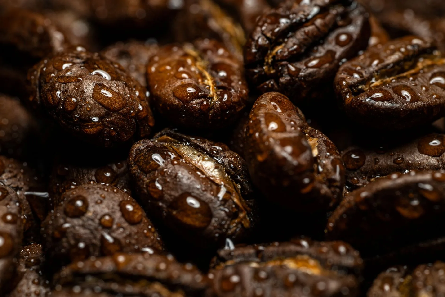 Jenis Kopi Robusta