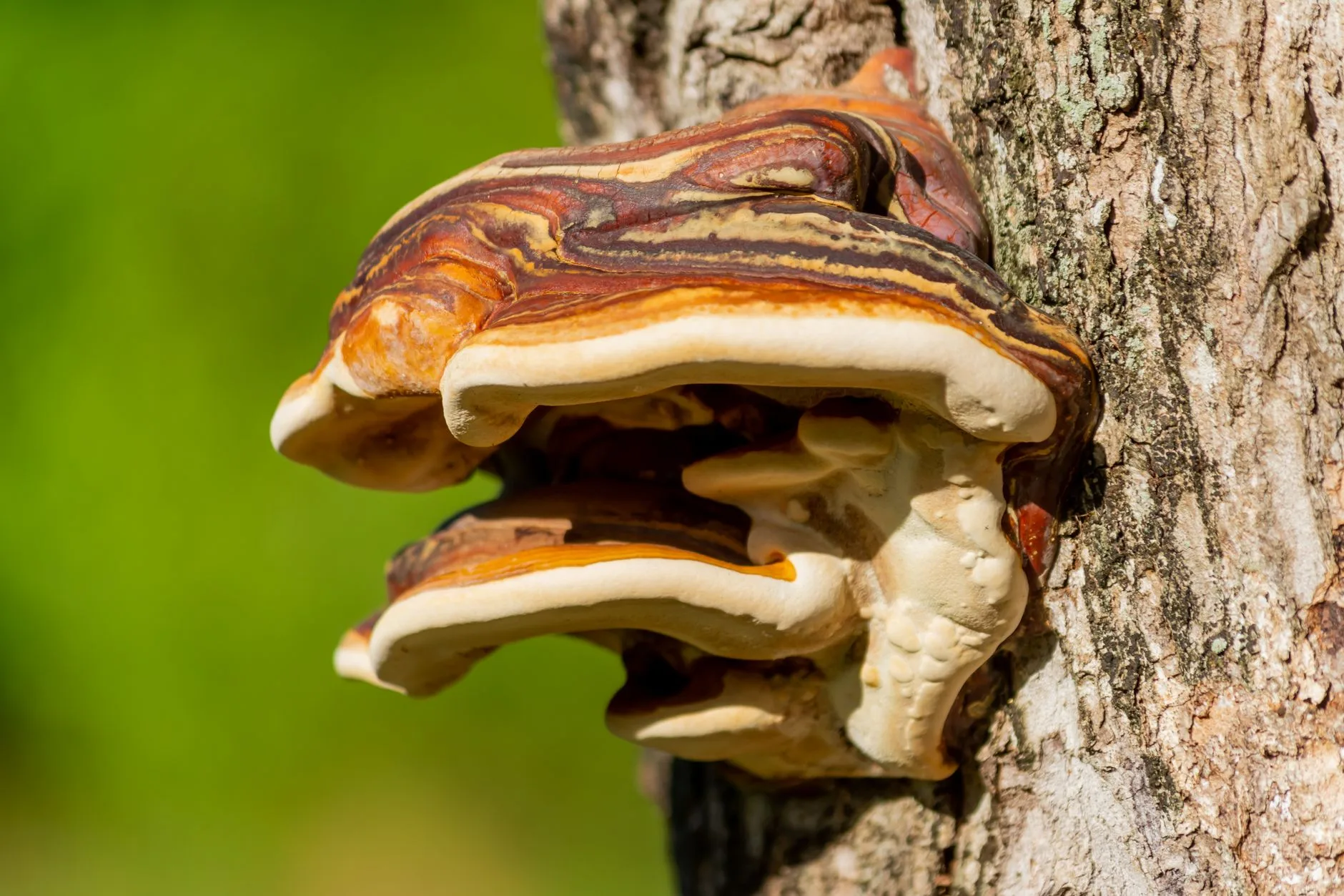 Ganoderma Lucidum