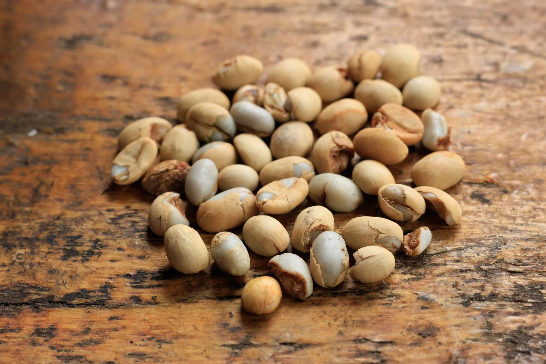 Kopi Luwak White Koffie