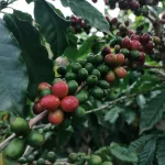 Kopi Robusta Muria