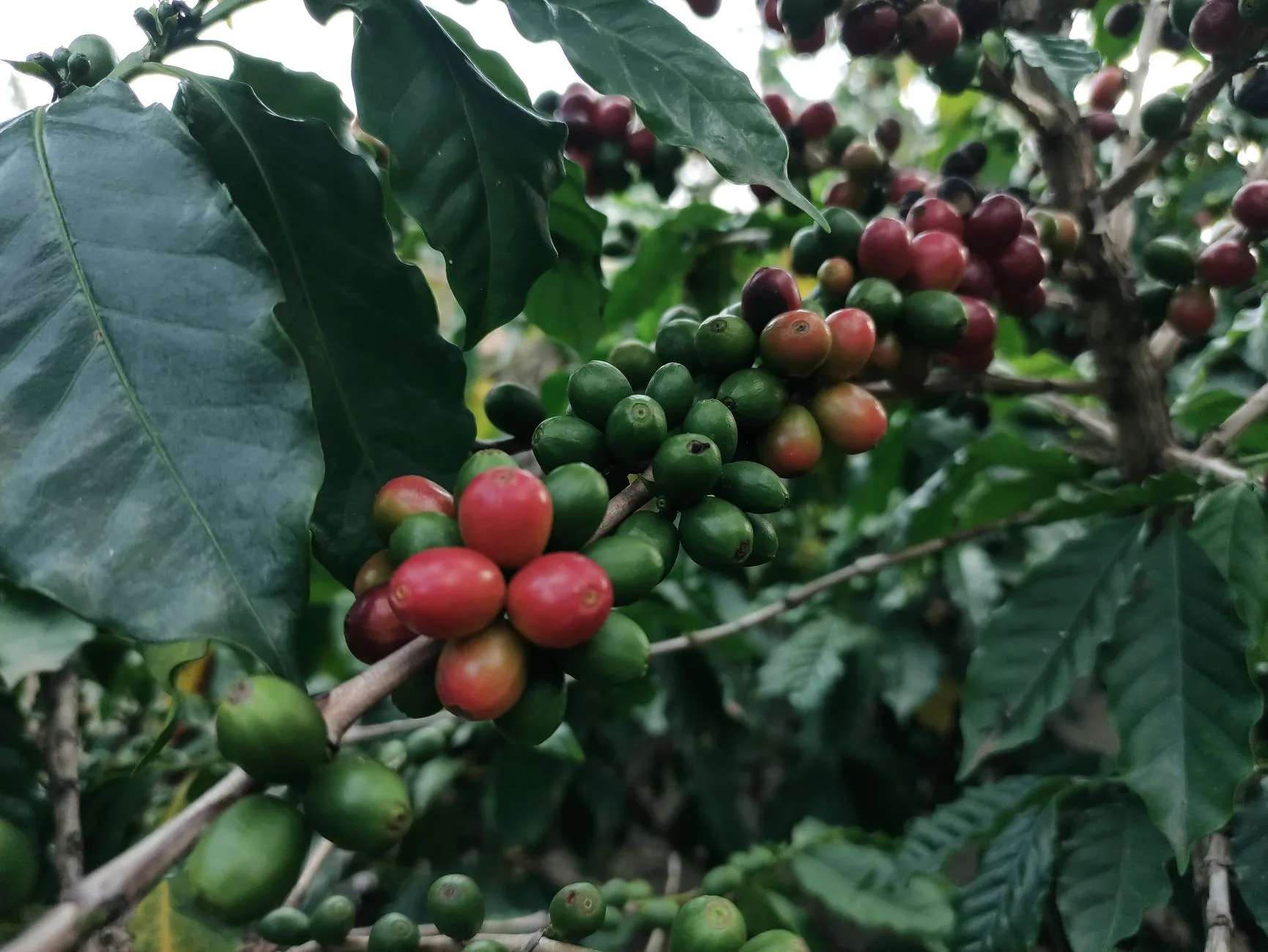 Kopi Robusta Muria