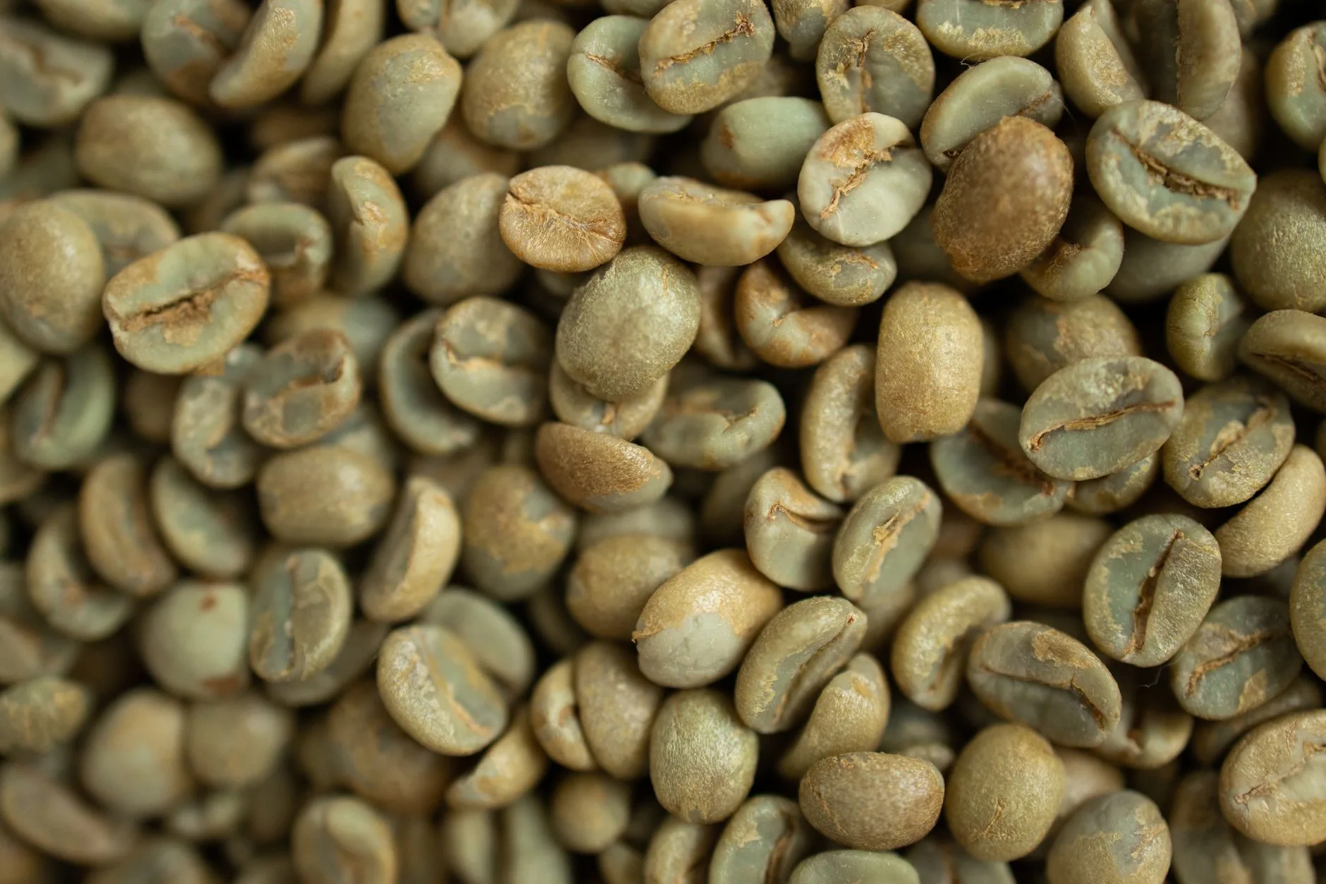 Bedanya Robusta Dan Arabika