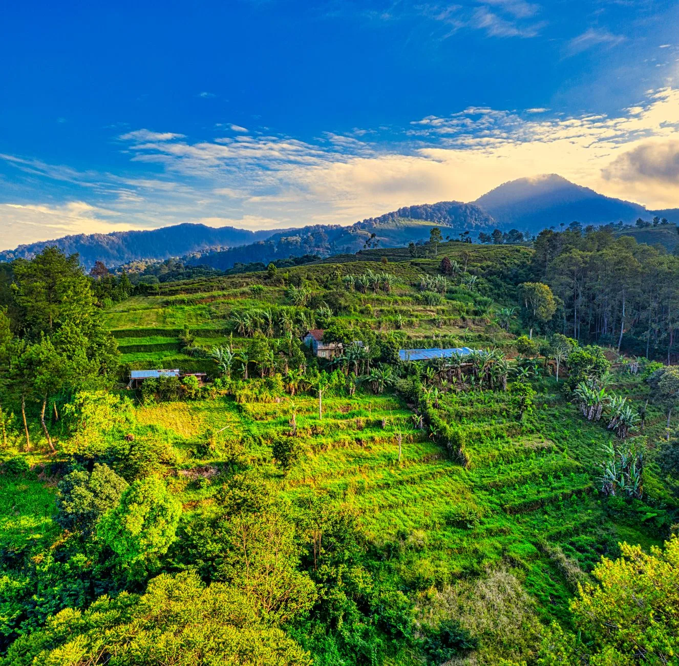 Kopi Arabika Kintamani