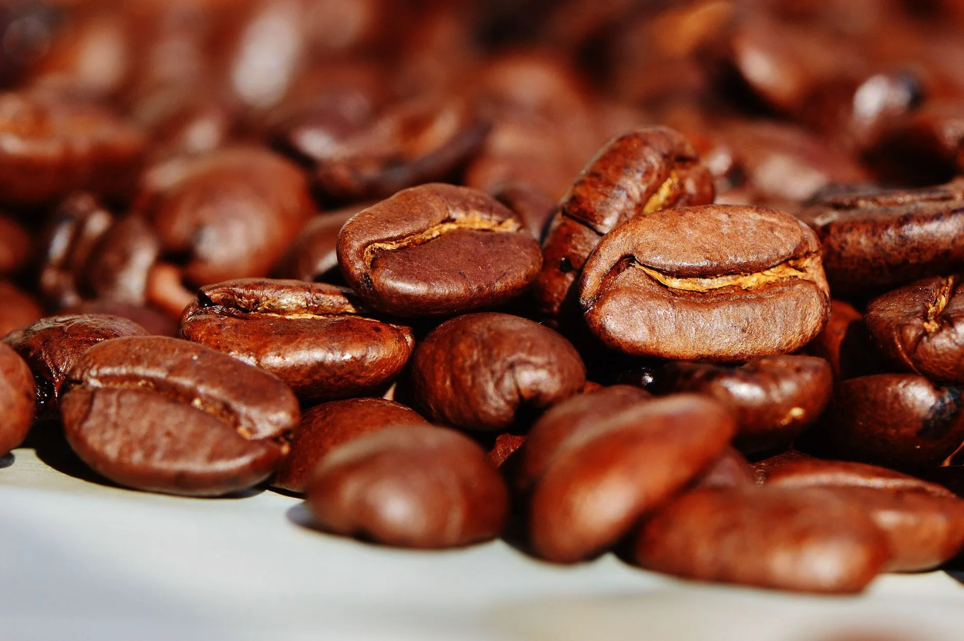 Biji Kopi Arabika