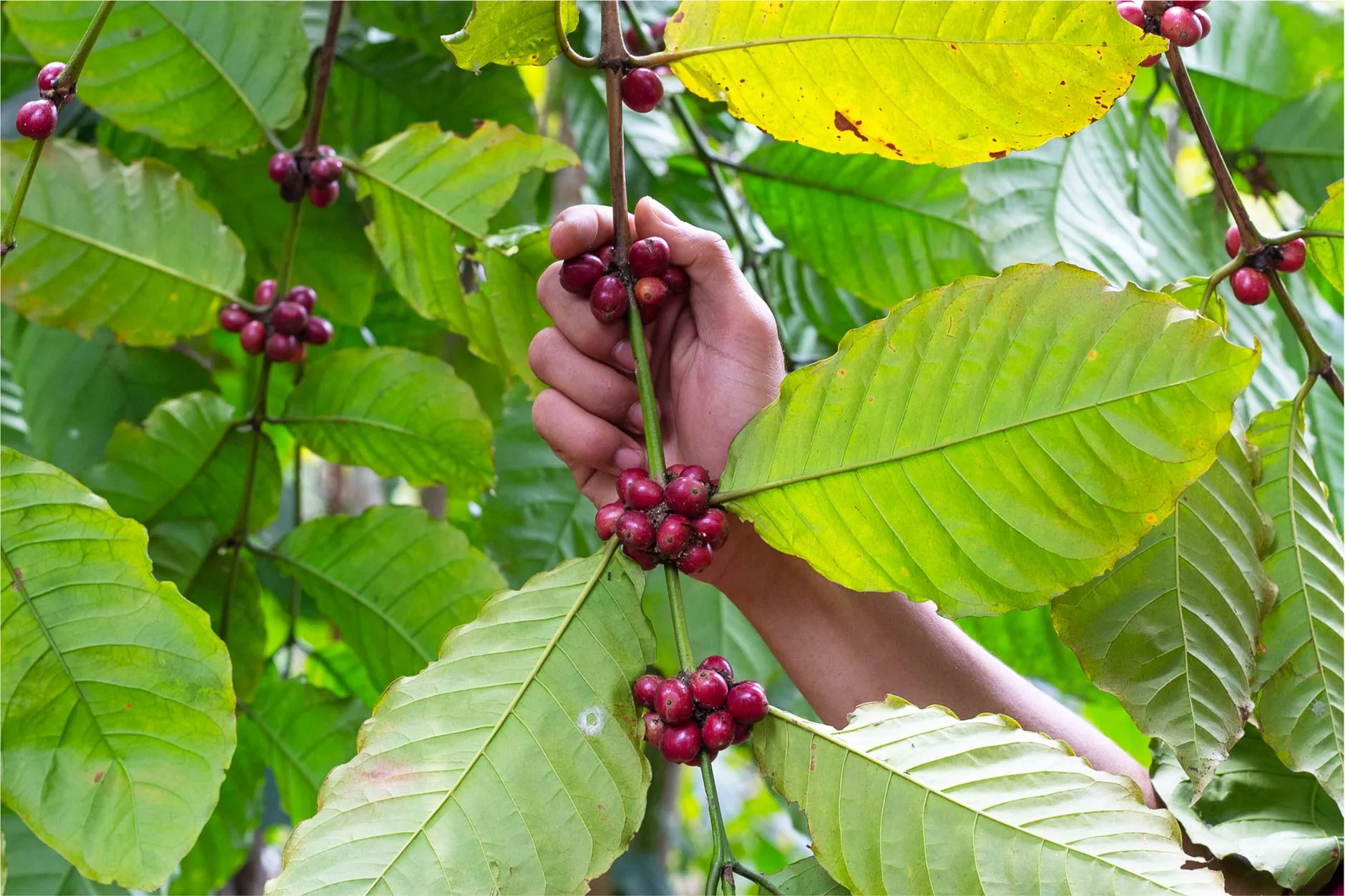 Pohon Kopi Robusta